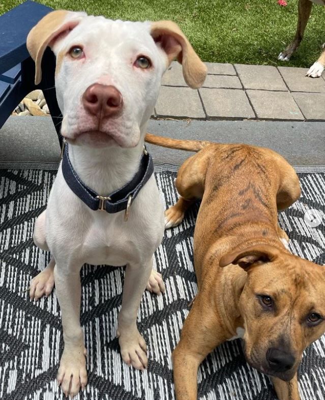 Enlarge Trooper, a Adopted mixed breed in Charlotte, NC image 1/8