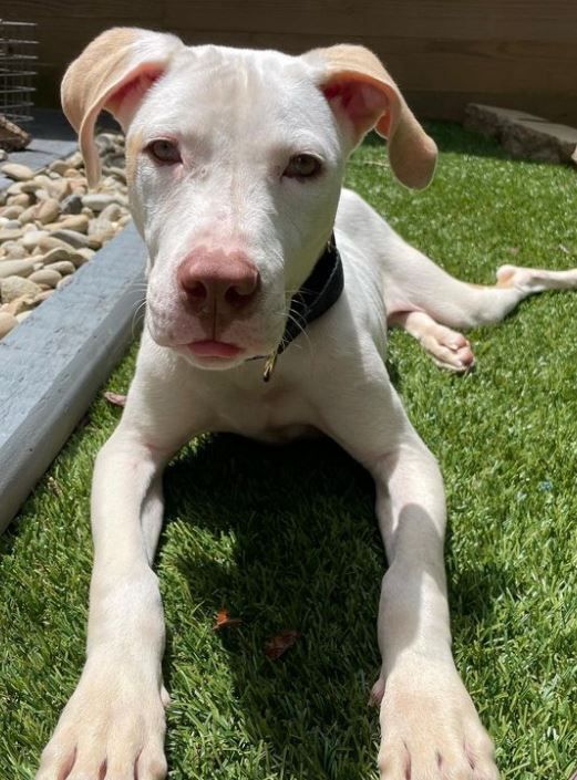 Enlarge Trooper, a Adopted mixed breed in Charlotte, NC image 2/8