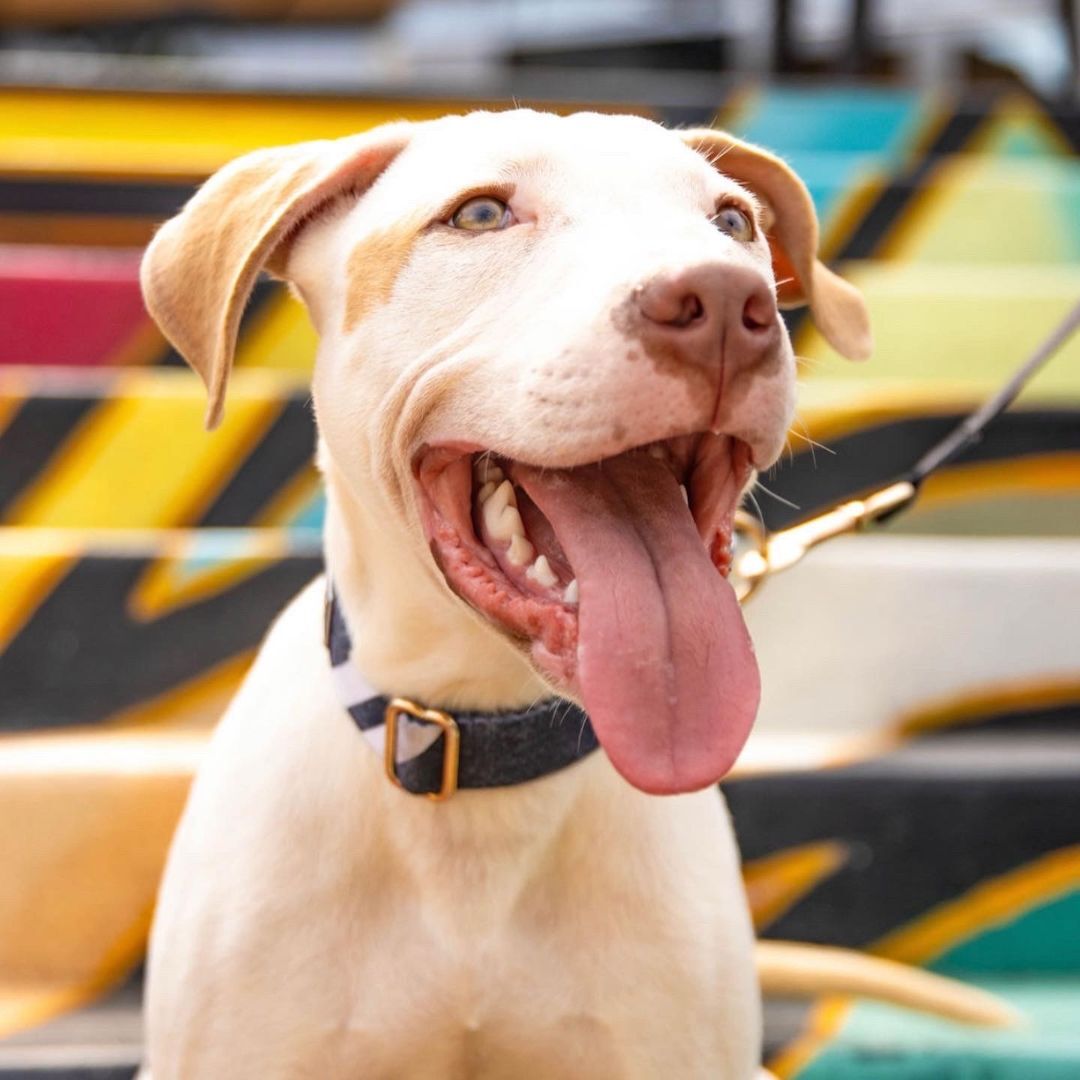 Enlarge Trooper, a Adopted mixed breed in Charlotte, NC image 3/8