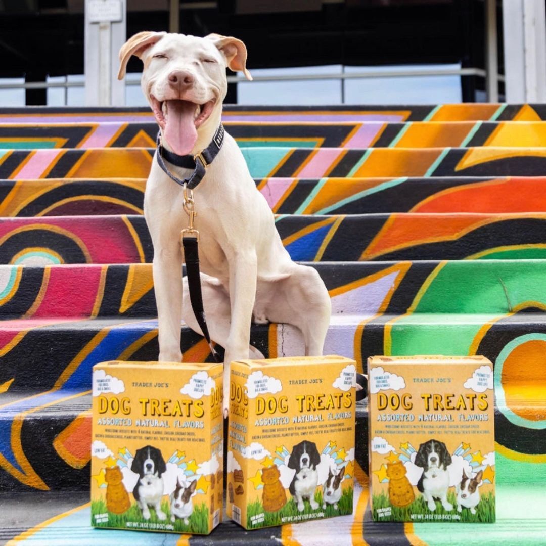 Enlarge Trooper, a Adopted mixed breed in Charlotte, NC image 4/8