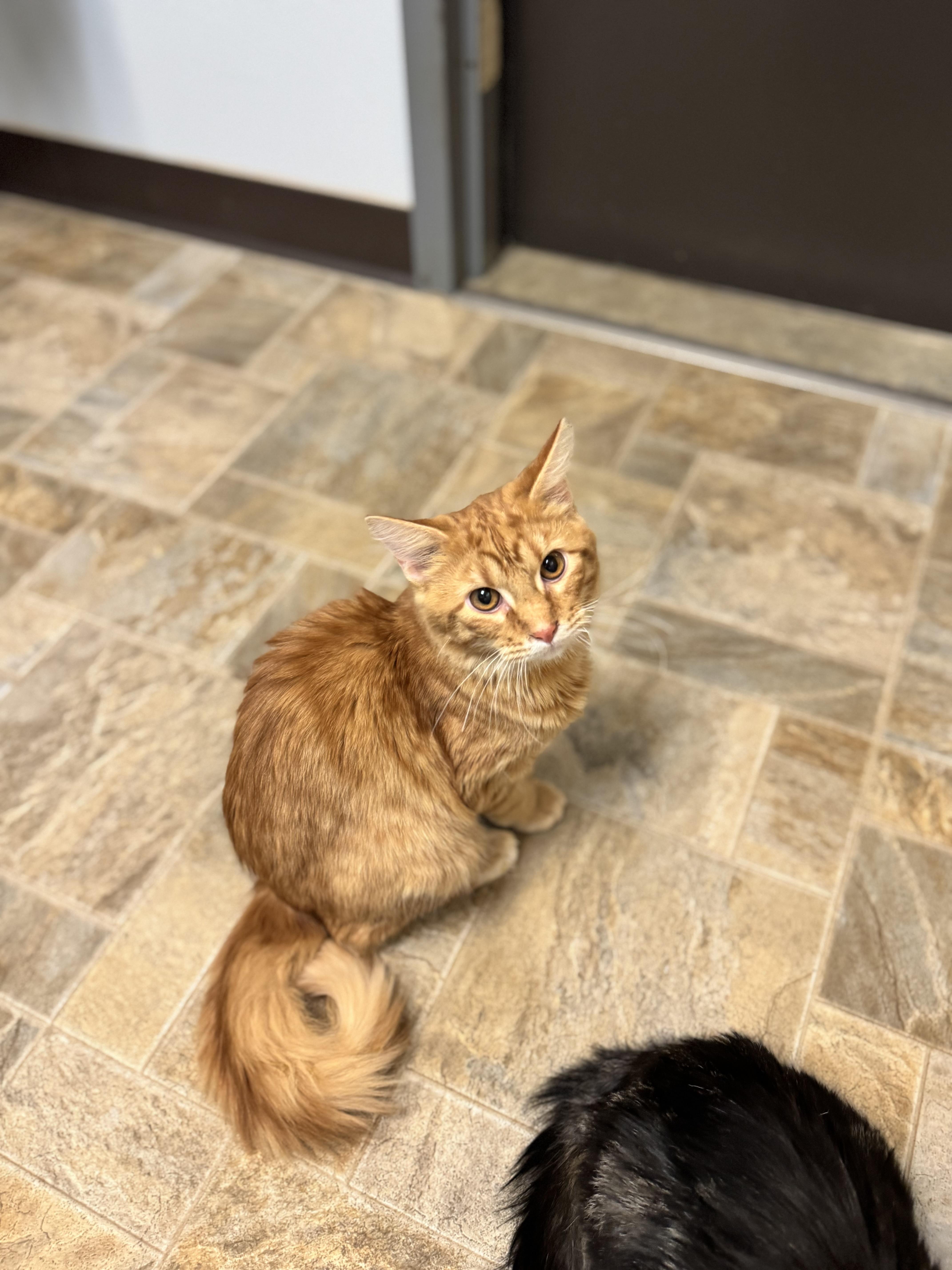 Heihei, an adoptable Domestic Long Hair in Dodgeville, WI image 2/2