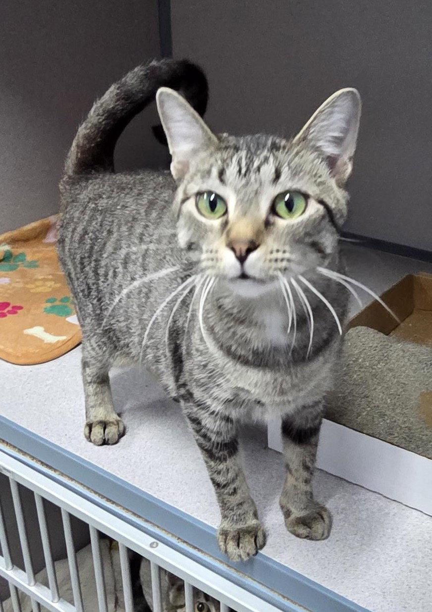 Okra, Adoptable, Young Female Domestic Short Hair.