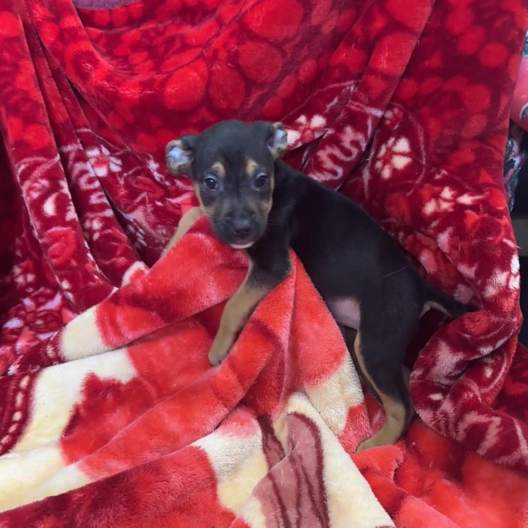 Feta, Adoptable, Puppy Female Boxer & Pit Bull Terrier.