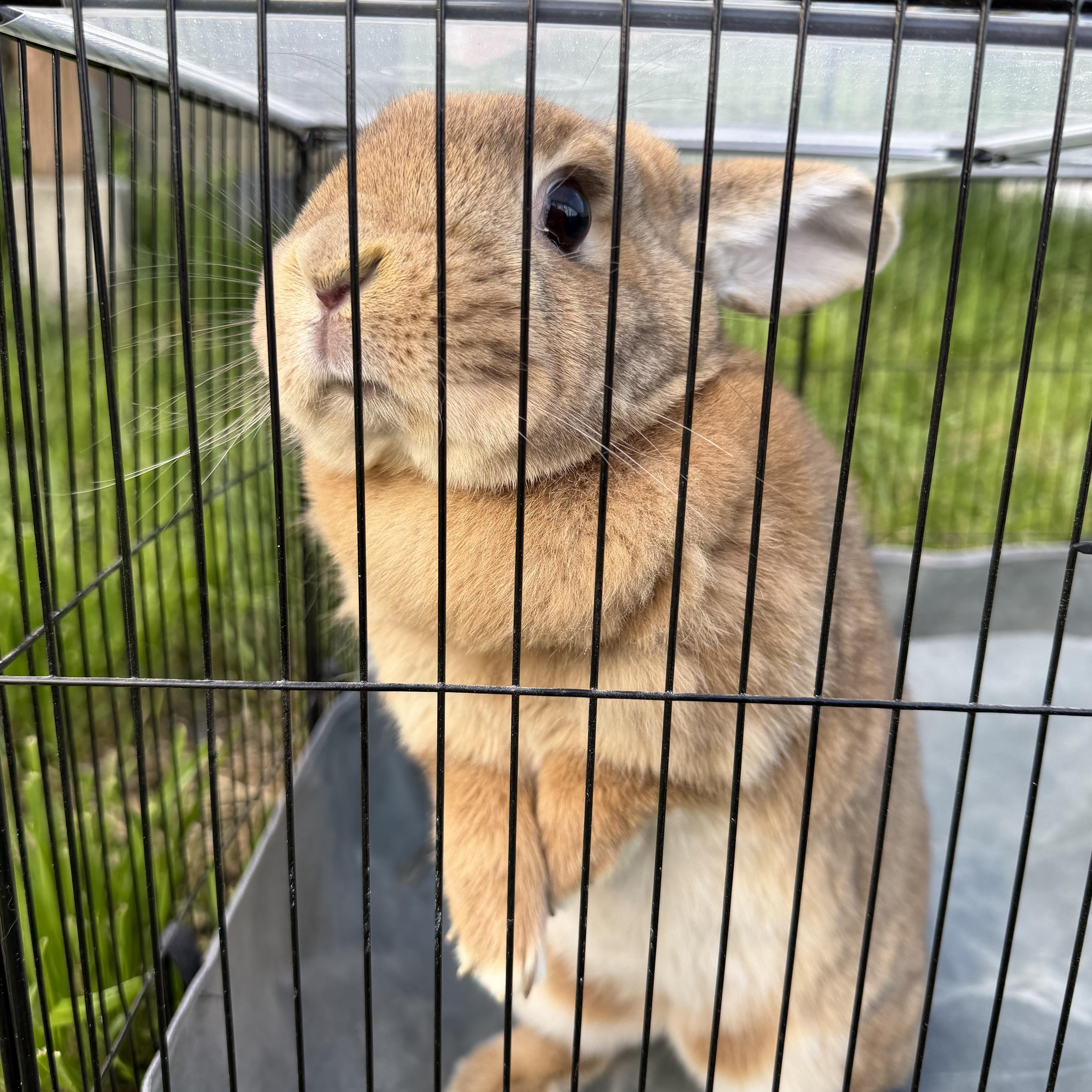 Enlarge Lola Girl, a Adoptable mixed breed in Beaverton, OR image 1/4