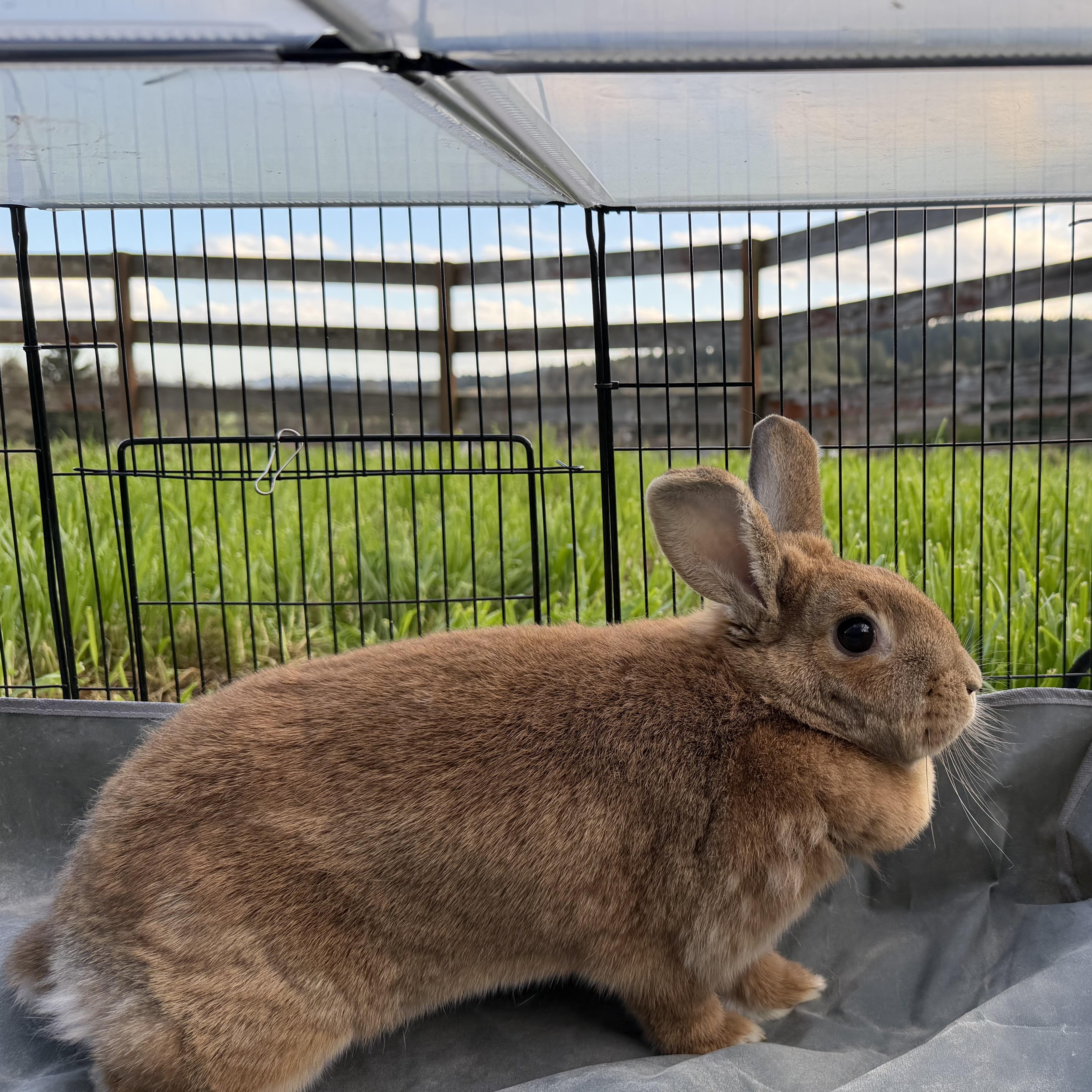 Enlarge Lola Girl, a Adoptable mixed breed in Beaverton, OR image 4/4
