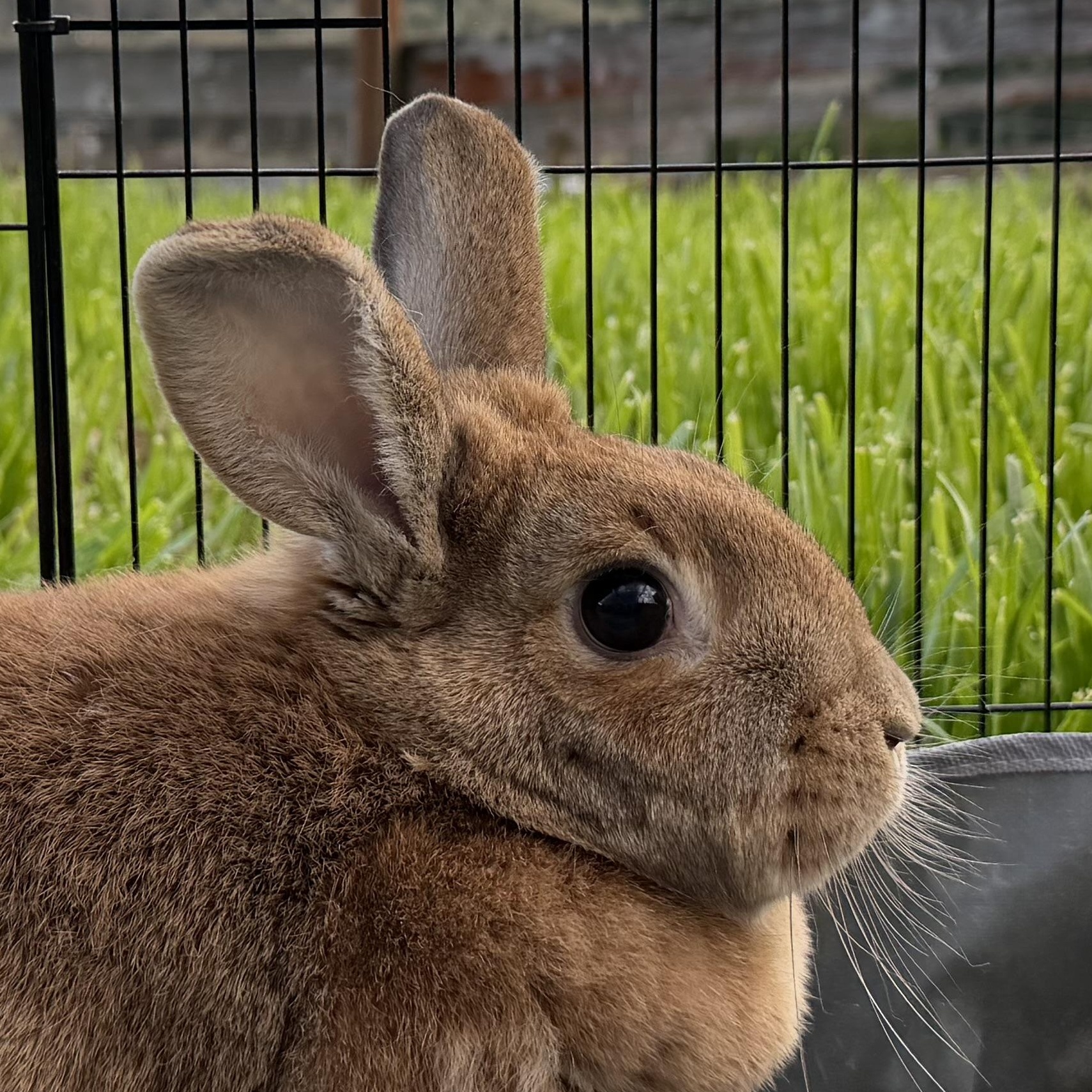 Enlarge Lola Girl, a Adoptable mixed breed in Beaverton, OR image 2/4