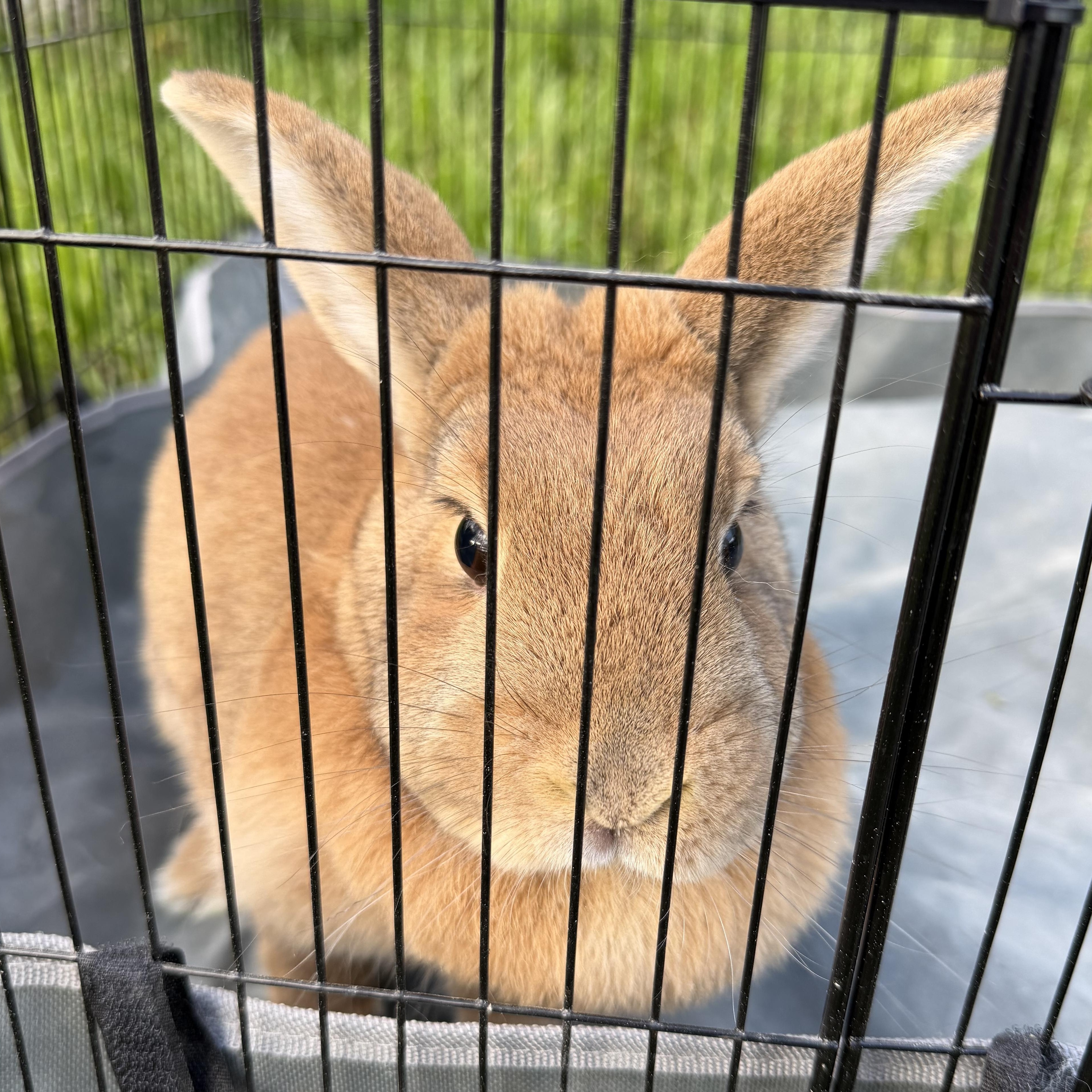 Enlarge Lola Girl, a Adoptable mixed breed in Beaverton, OR image 3/4