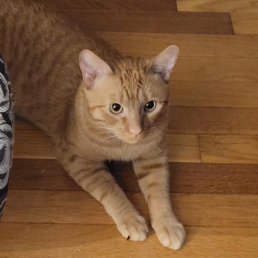 Enlarge Mikey, a Adoptable Domestic Short Hair in Brockton, MA image 1/4