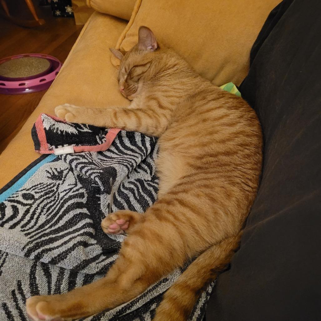 Enlarge Mikey, a Adoptable Domestic Short Hair in Brockton, MA image 2/4