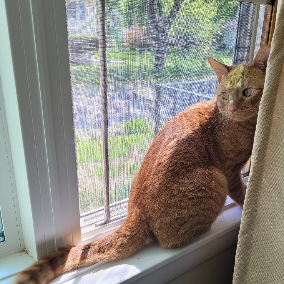 Enlarge Mikey, a Adoptable Domestic Short Hair in Brockton, MA image 3/4