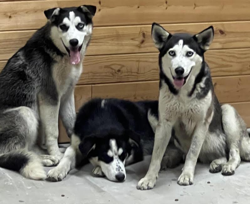 Bulleit, Adoptable, Young Male Siberian Husky & Alaskan Malamute.