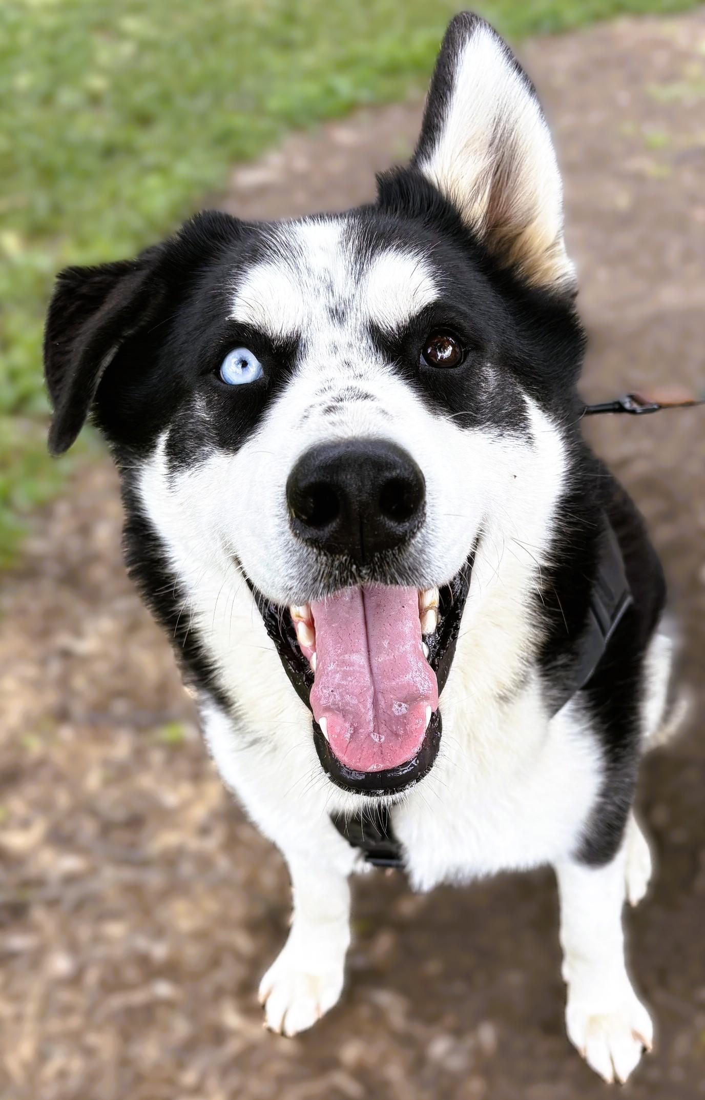 Bulleit, Adoptable, Young Male Siberian Husky & Alaskan Malamute.