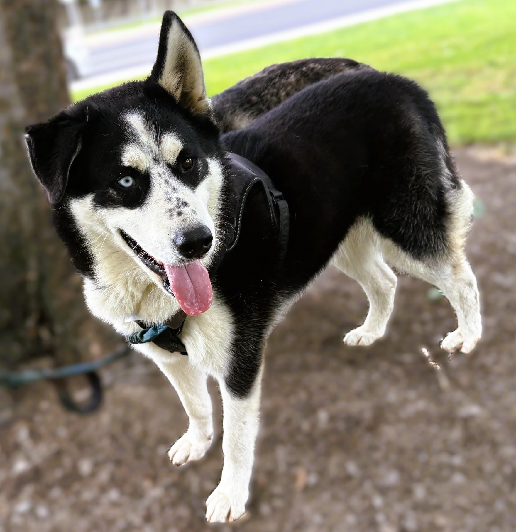 Enlarge Bulleit, a Adoptable mixed breed in tracy, CA image 2/3