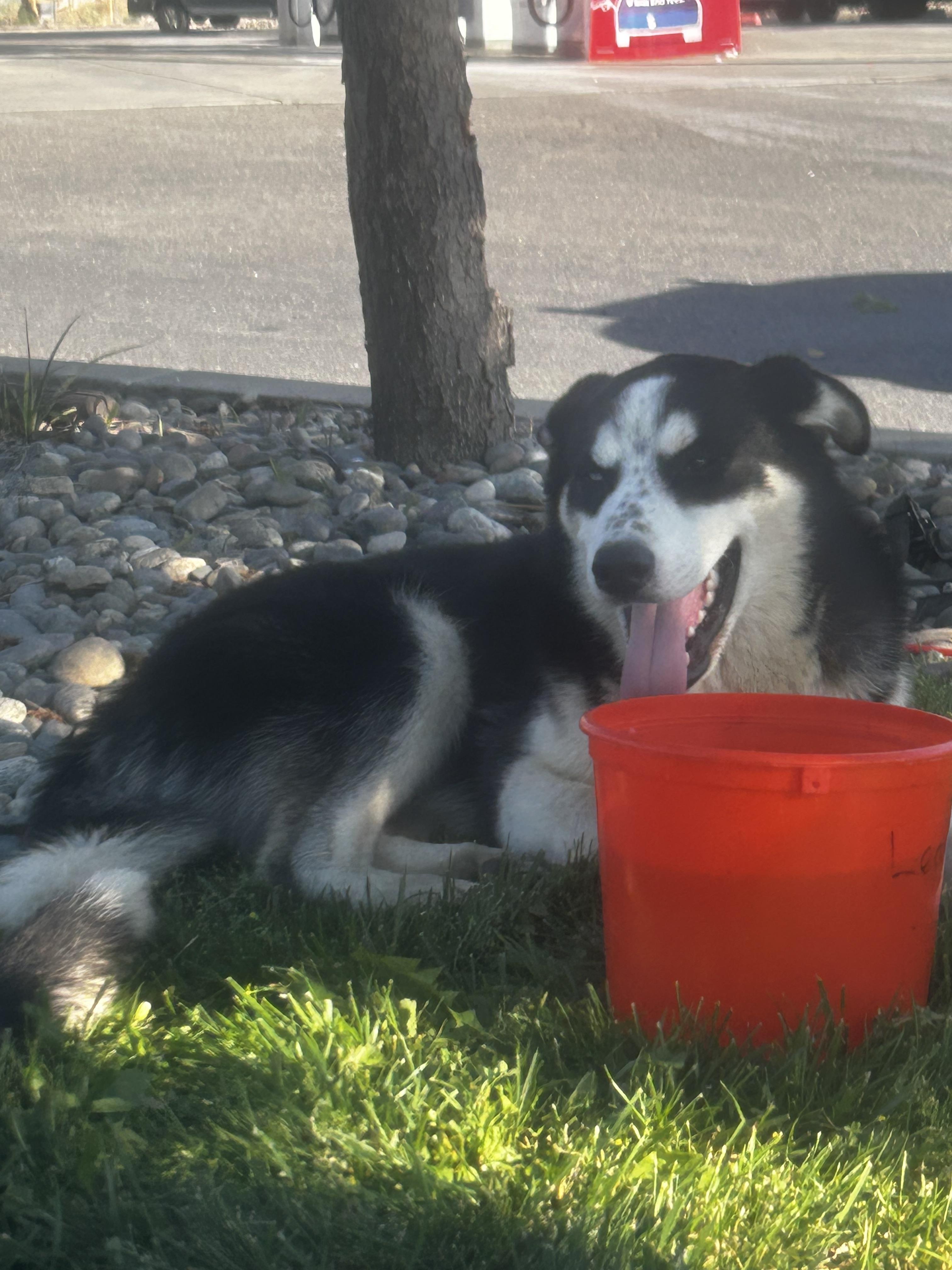 Enlarge Bulleit, a Adoptable mixed breed in tracy, CA image 4/4