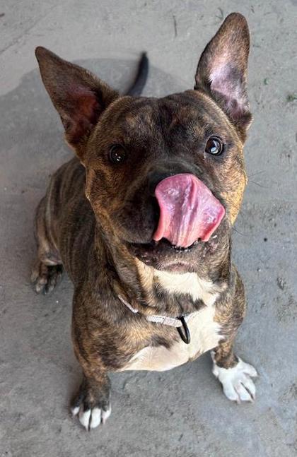 Bronco, Adoptable, Young Male Mixed Breed & Mixed Breed.