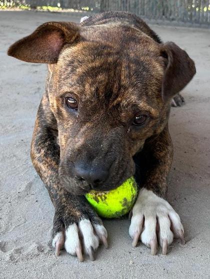 Enlarge Bronco, a Adoptable mixed breed in Savannah, GA image 1/1