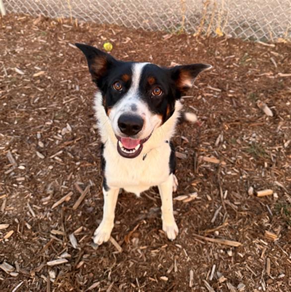 Enlarge FRANK, a Adoptable mixed breed in Denver, CO image 1/1