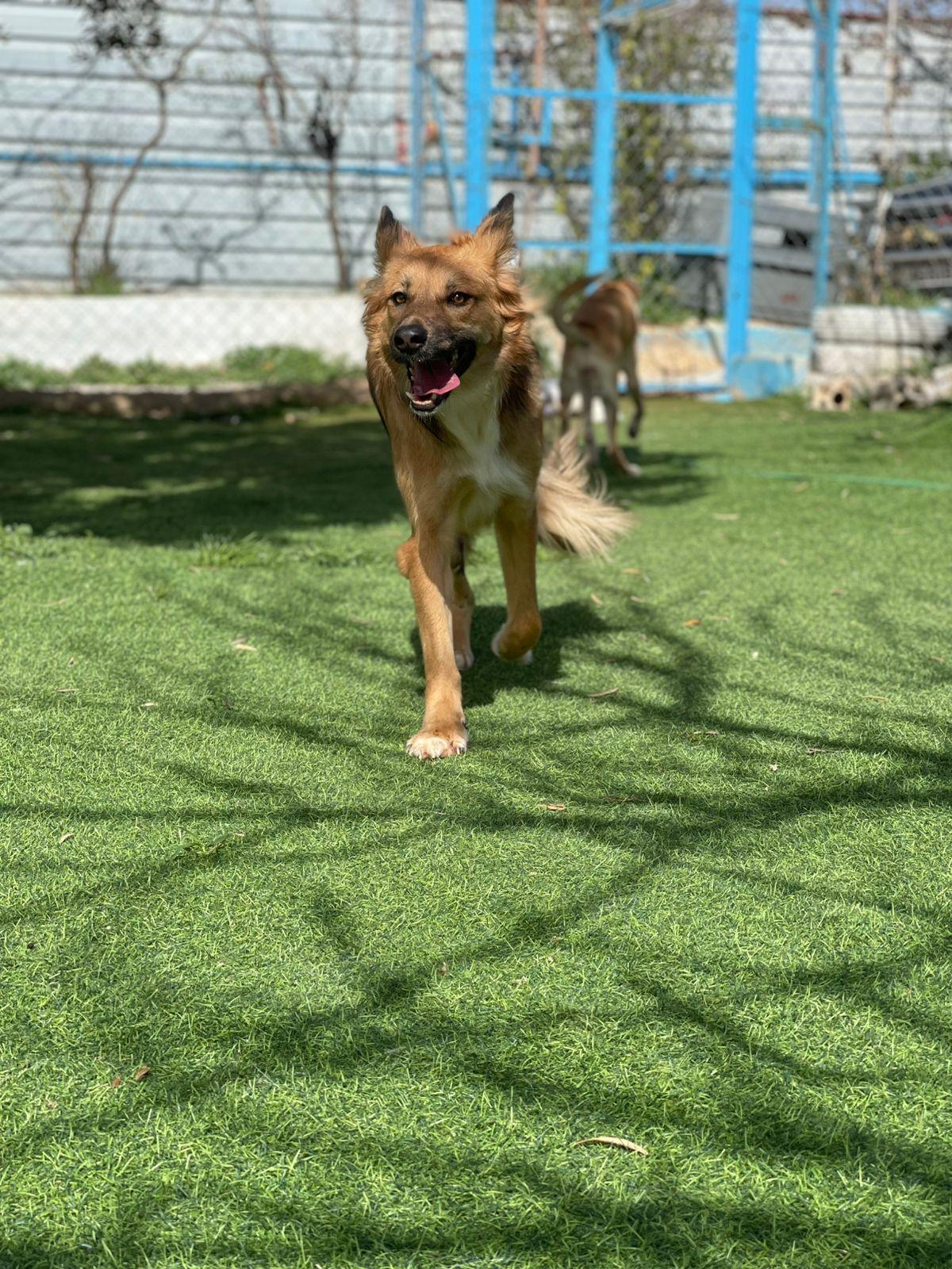 Enlarge Hiba, the Special Gift, a Adoptable mixed breed in Somerset, NJ image 3/5