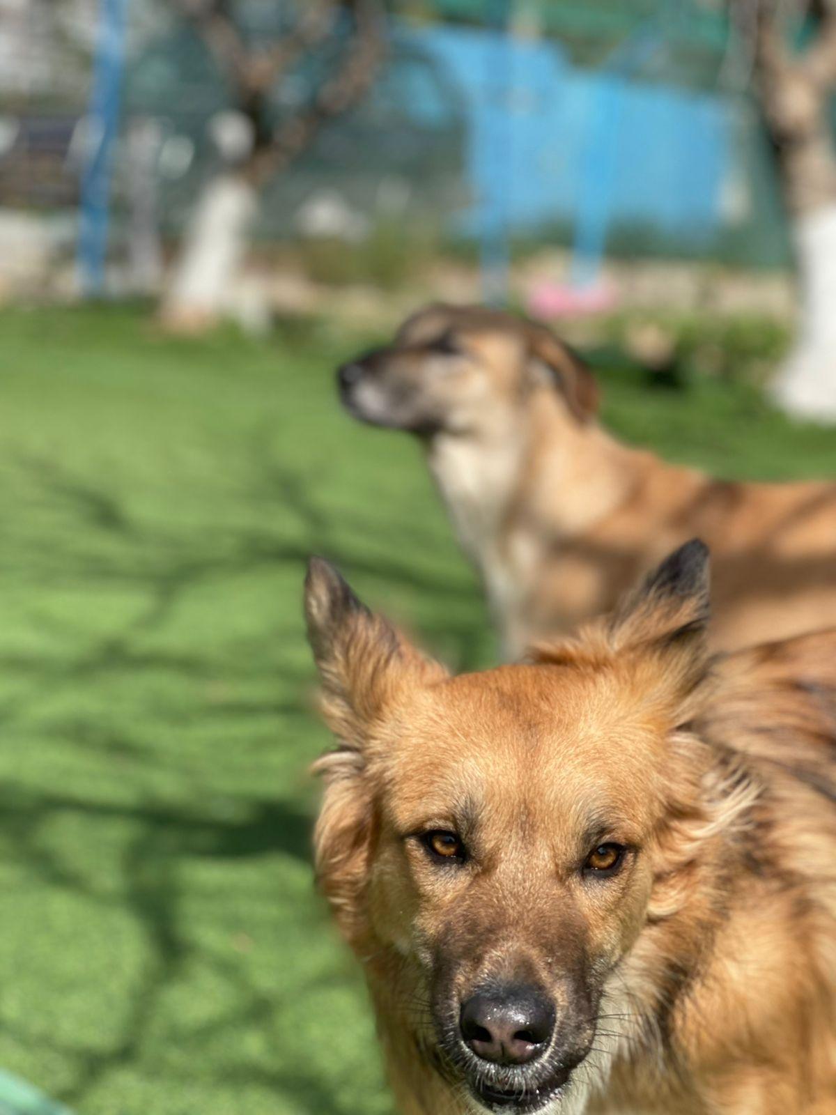 Enlarge Hiba, the Special Gift, a Adoptable mixed breed in Somerset, NJ image 4/5