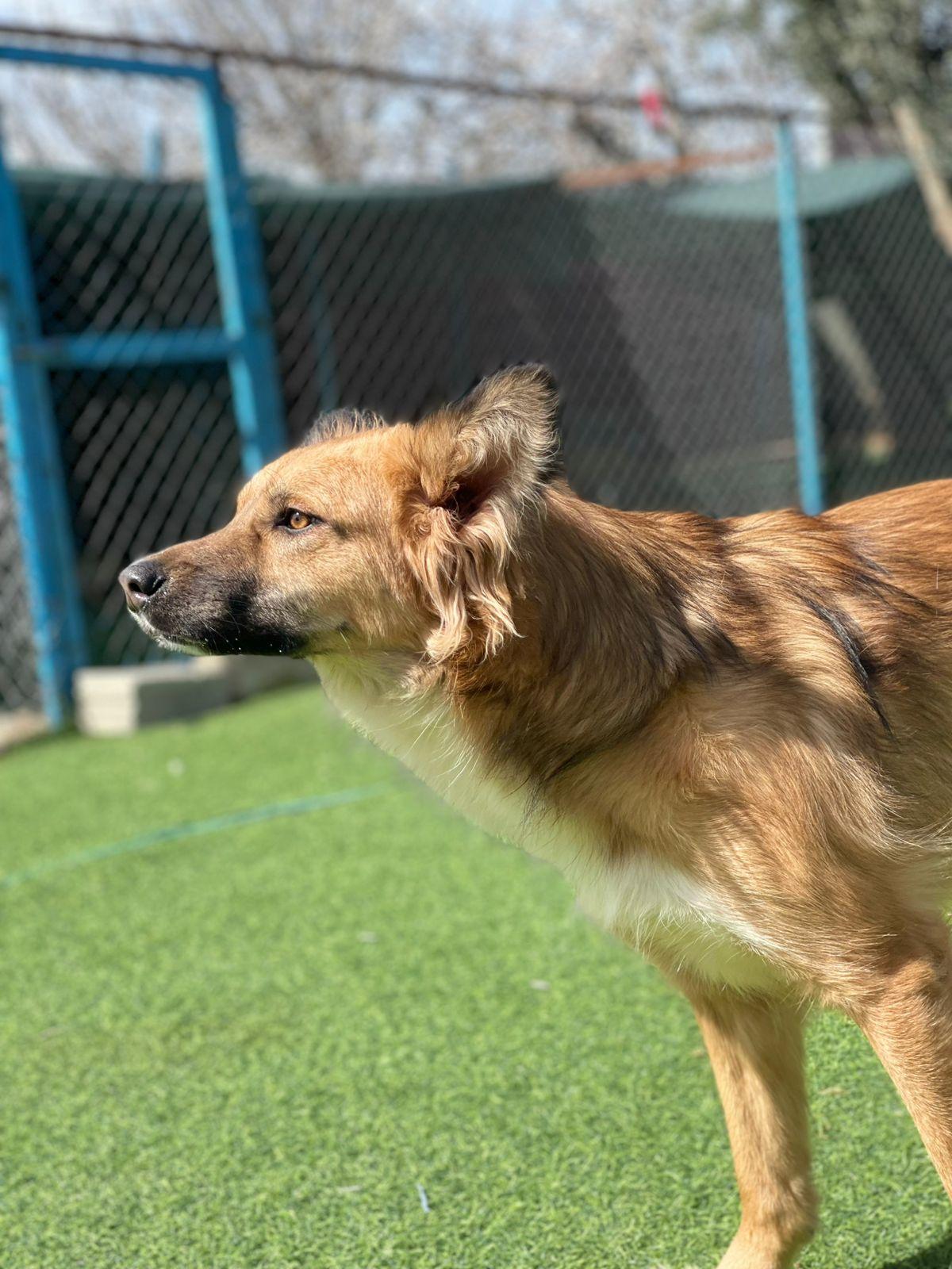 Enlarge Hiba, the Special Gift, a Adoptable mixed breed in Somerset, NJ image 2/5