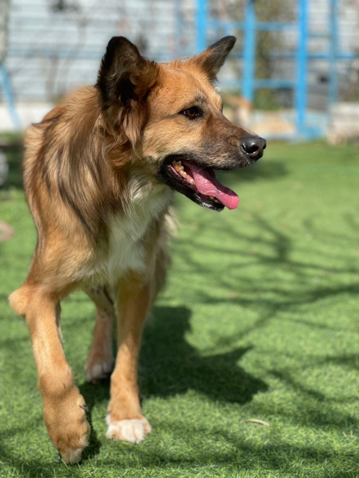 Hiba, the Special Gift, Adoptable, Adult Female Canaan Dog.