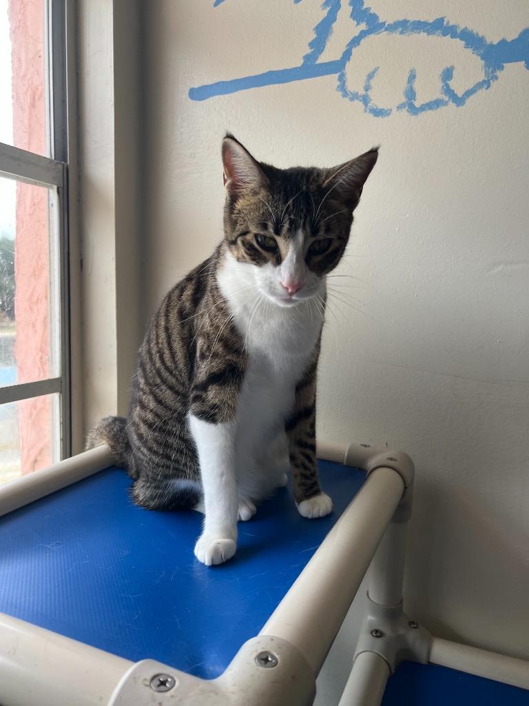 Chloe, Adoptable, Adult Female Domestic Short Hair.