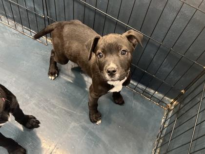 Horchata — thumbnail 2