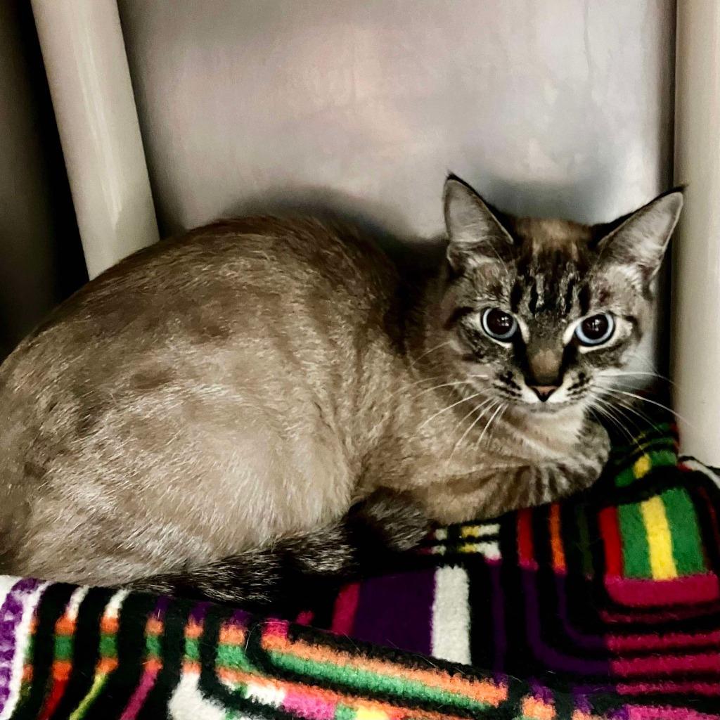 Sky, Adopted, Adult Female Domestic Short Hair.