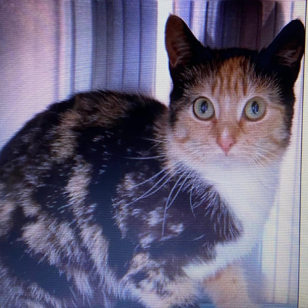 Enlarge Tulip, a Adoptable Domestic Short Hair in Newark, DE image 1/4