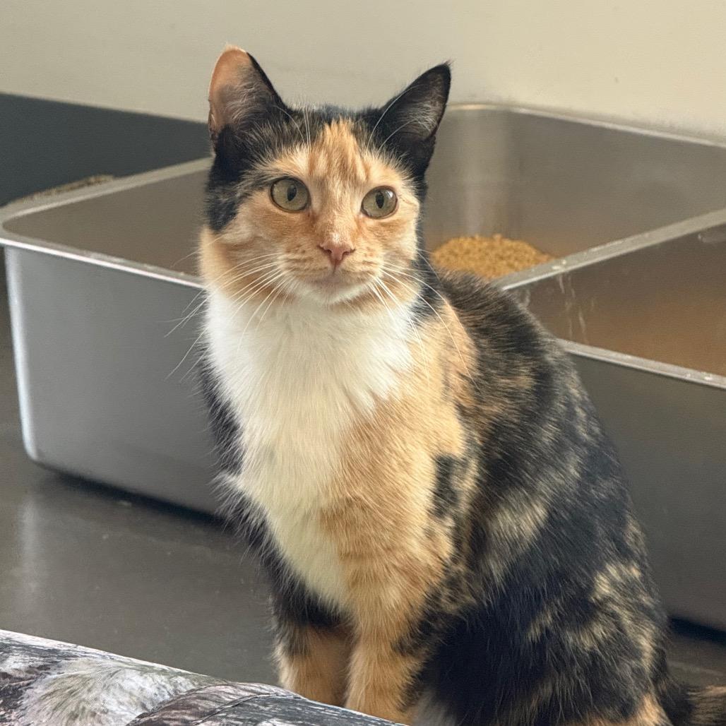 Enlarge Tulip, a Adoptable Domestic Short Hair in Newark, DE image 3/6