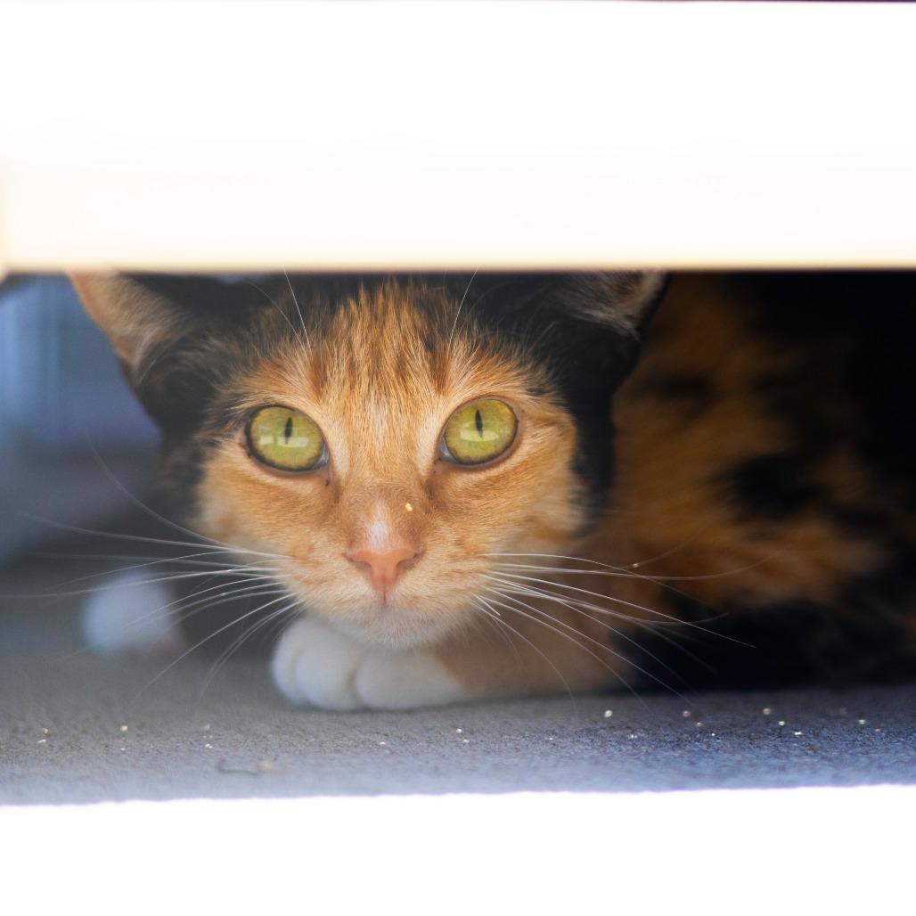 Enlarge Tulip, a Adoptable Domestic Short Hair in Newark, DE image 2/4