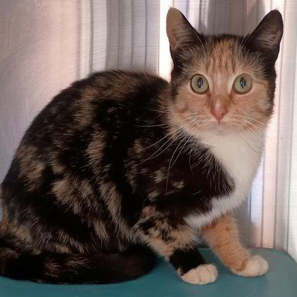 Enlarge Tulip, a Adoptable Domestic Short Hair in Newark, DE image 3/4