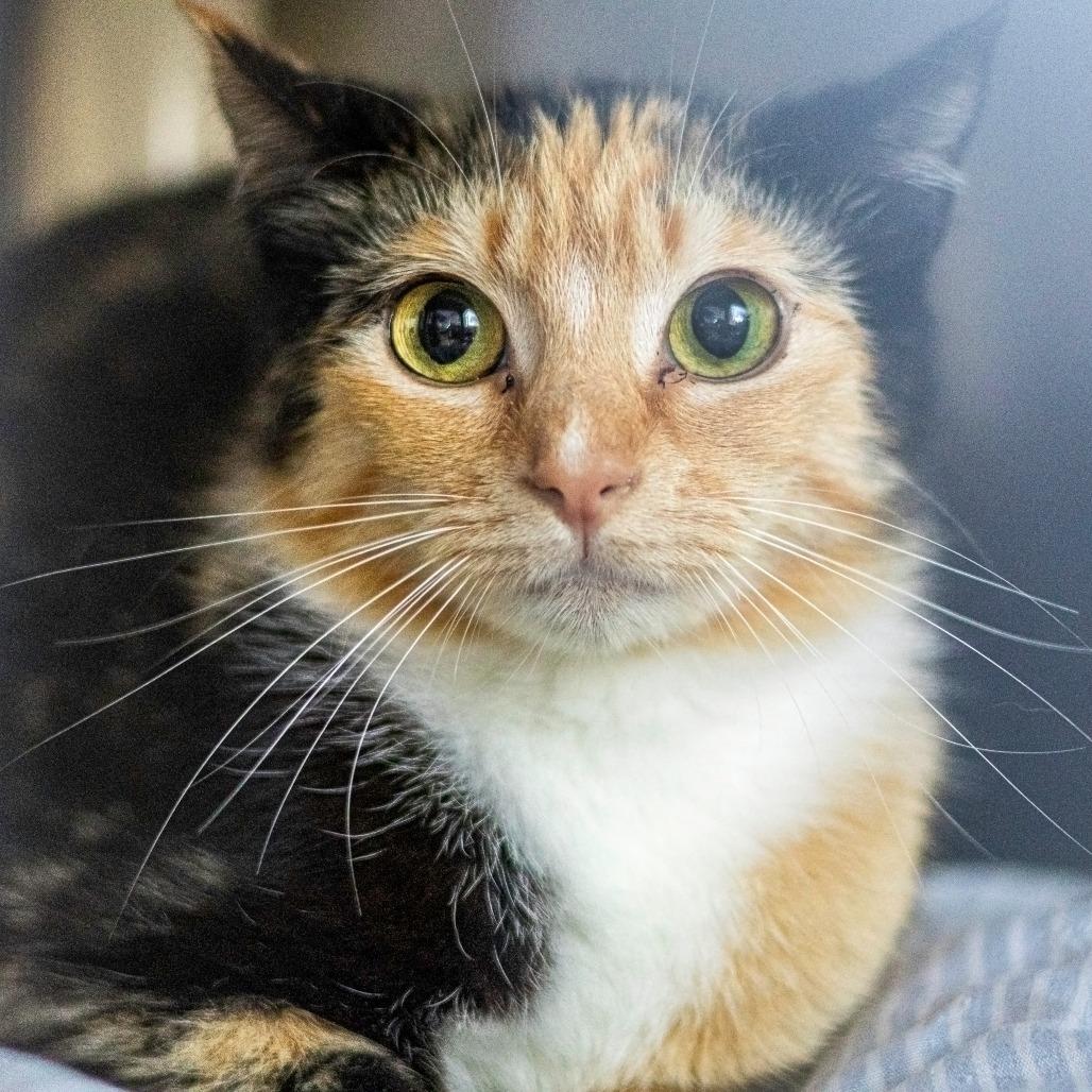 Enlarge Tulip, a Adoptable Domestic Short Hair in Newark, DE image 4/4