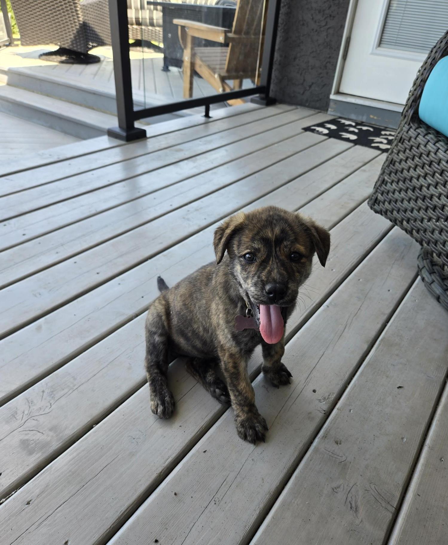 Sage, a ADOPTABLE mixed breed in Saskatoon, SK image 2/3