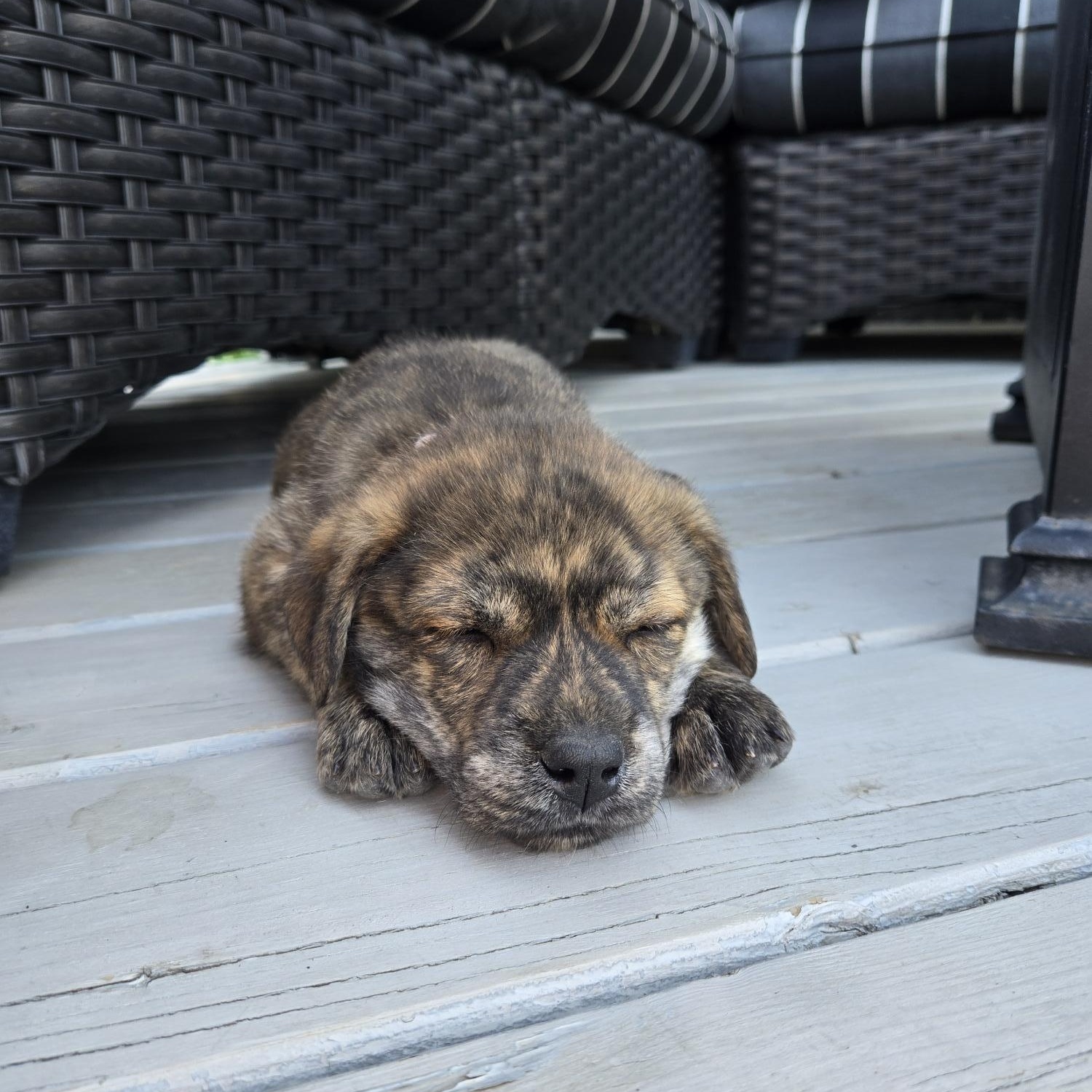 Sage, a ADOPTABLE mixed breed in Saskatoon, SK image 3/3