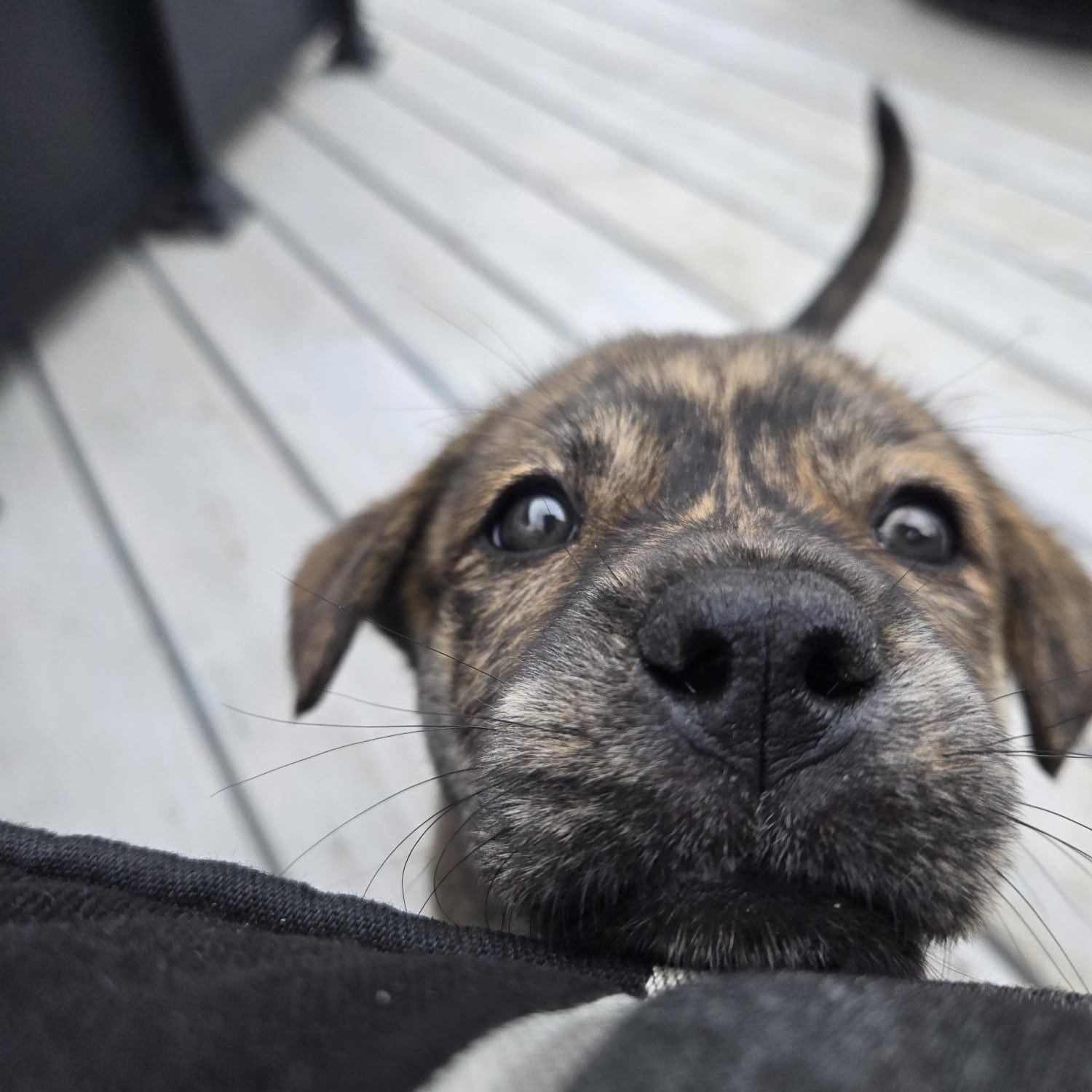 Sage, ADOPTABLE, Puppy Female Mixed Breed.