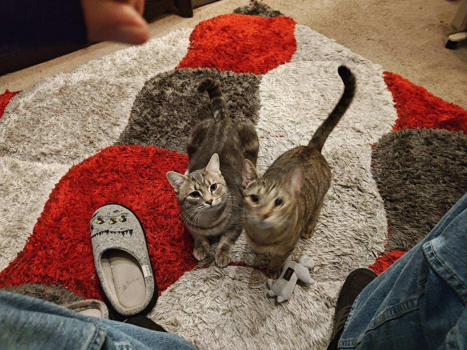 Enlarge Bonnie & Clyde - Sweet 18 Month Old Couple!, a Adoptable Domestic Short Hair in Quentin, PA image 1/1