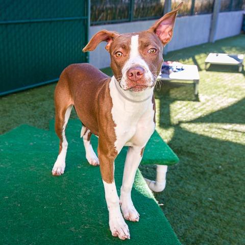Enlarge Princess, a Adoptable mixed breed in Pasadena, CA image 1/3