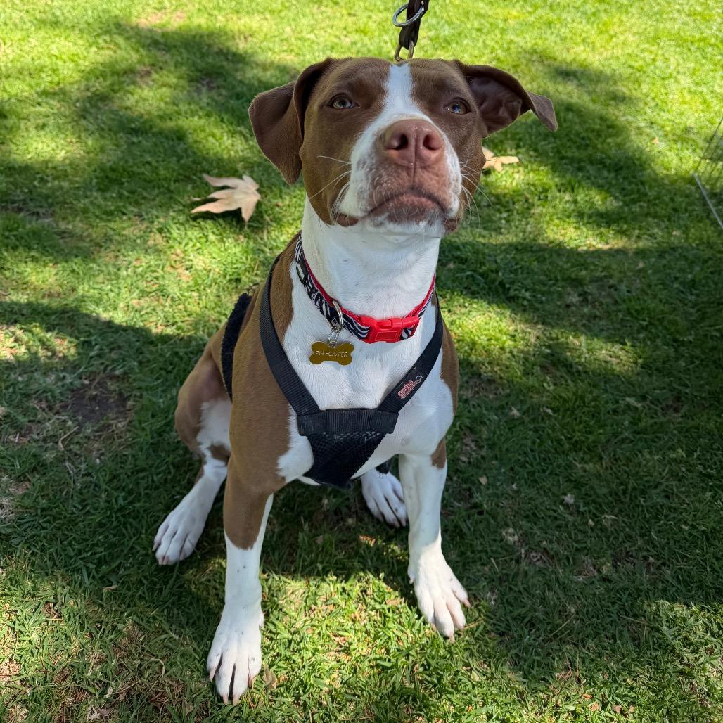 Enlarge Princess, a Adoptable mixed breed in Pasadena, CA image 2/3