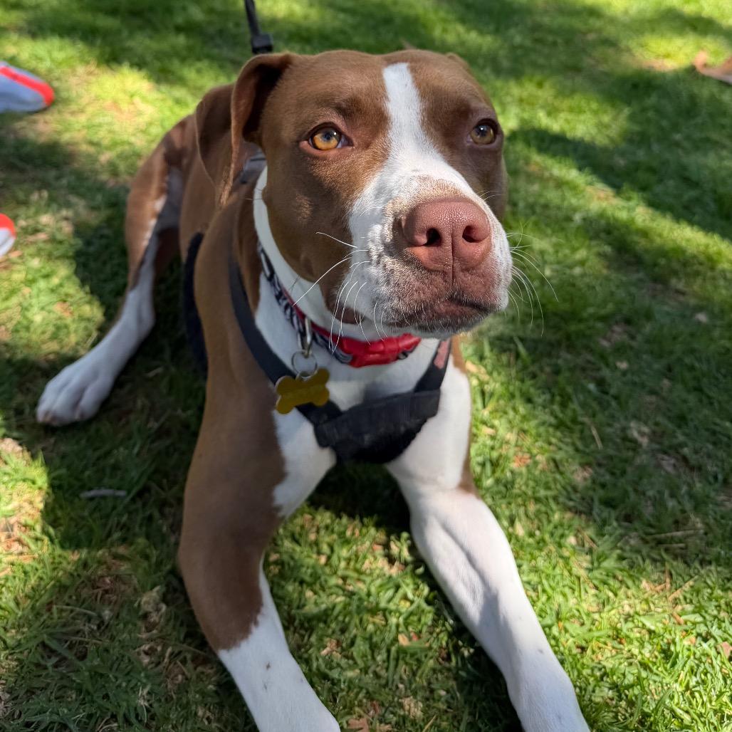 Enlarge Princess, a Adoptable mixed breed in Pasadena, CA image 3/3