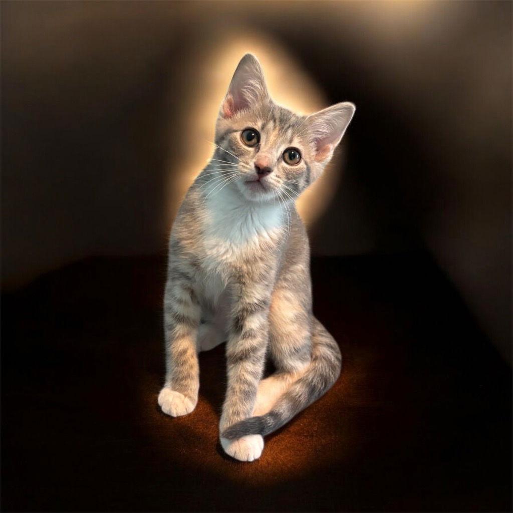 Enlarge Peeps, a Adoptable mixed breed in Garner, NC image 1/2