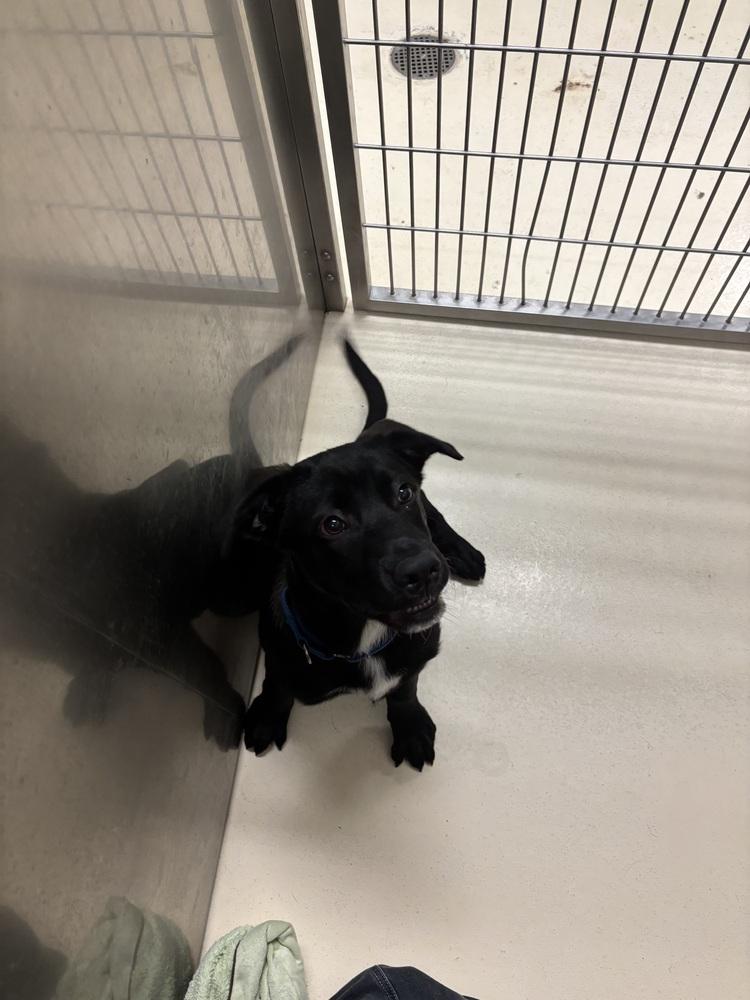 Enlarge Rocky, a Adoptable mixed breed in Kalamazoo, MI image 1/1