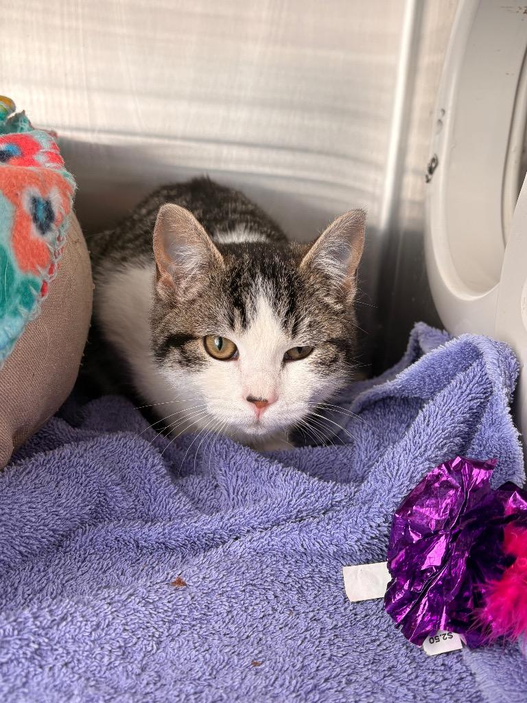 Minnie, Adopted, Kitten Female Domestic Short Hair.