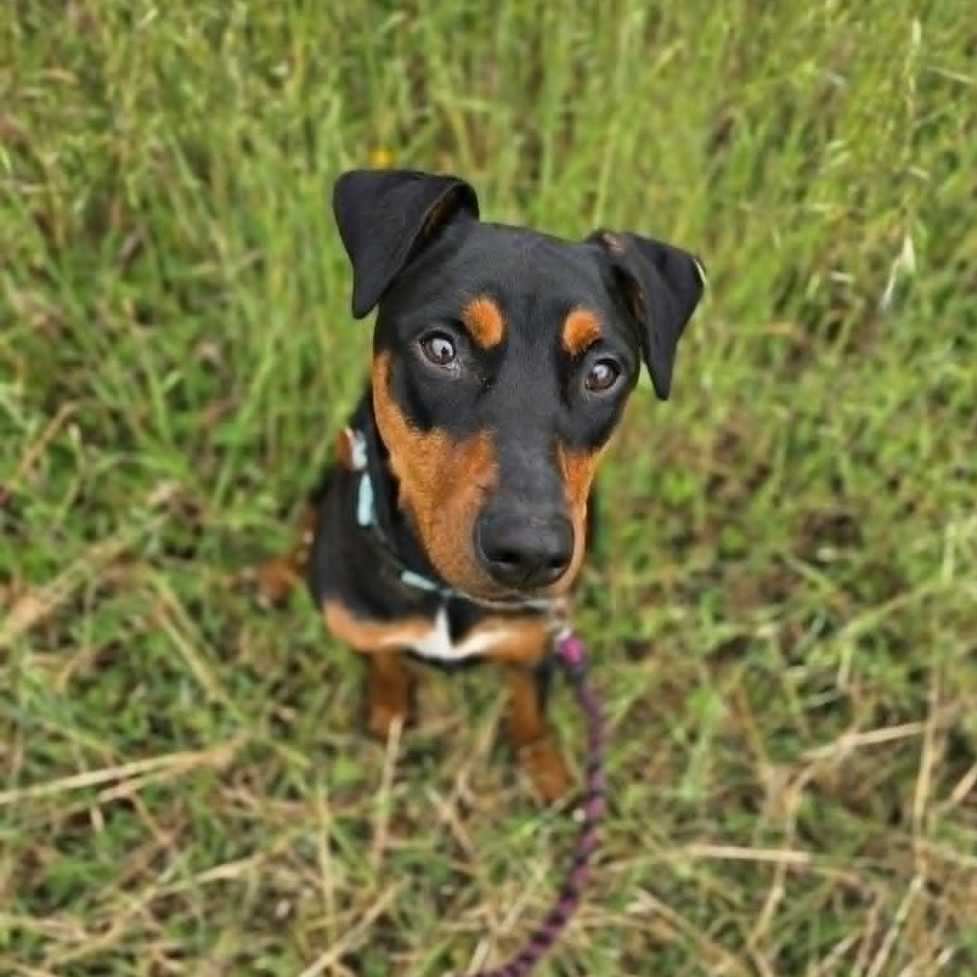Lee, a ADOPTABLE mixed breed in Grants Pass, OR image 1/5