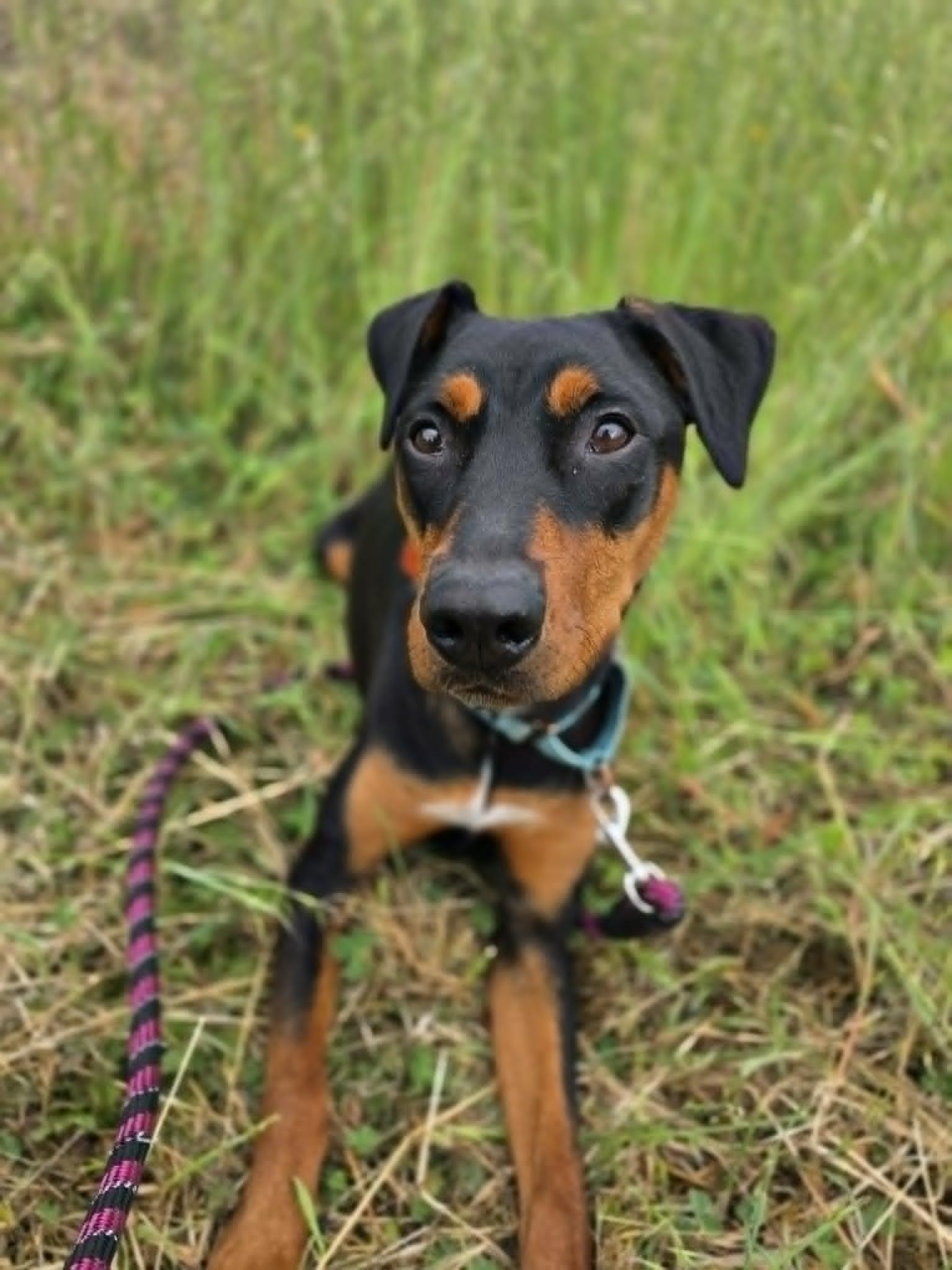 Lee, a ADOPTABLE mixed breed in Grants Pass, OR image 4/5