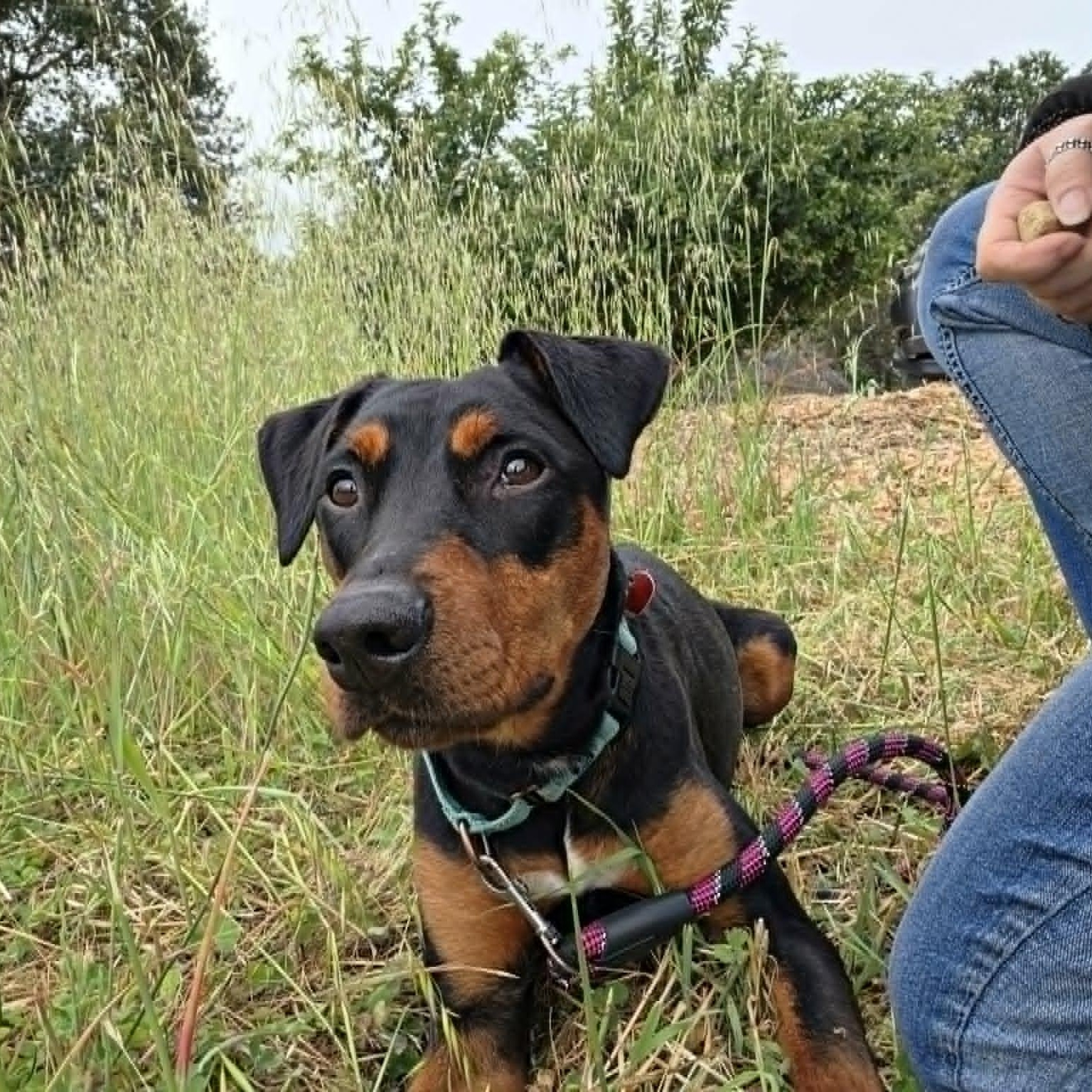 Lee, a ADOPTABLE mixed breed in Grants Pass, OR image 5/5