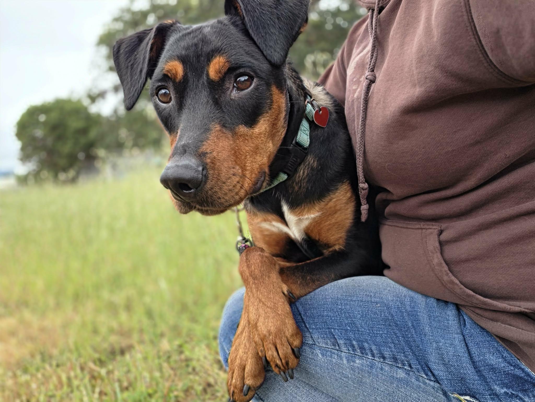 Lee, a ADOPTABLE mixed breed in Grants Pass, OR image 3/5
