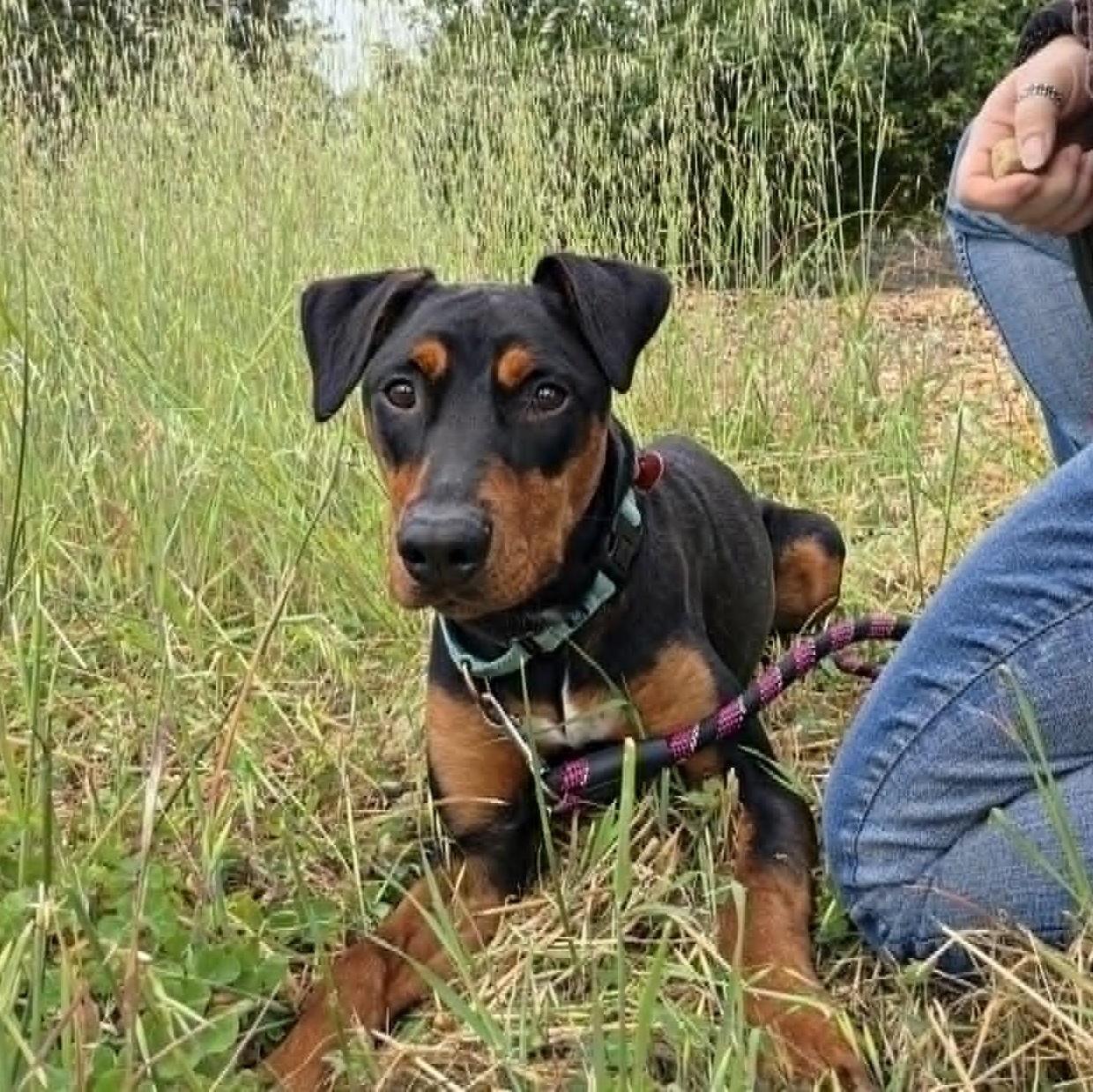 Lee, a ADOPTABLE mixed breed in Grants Pass, OR image 2/5
