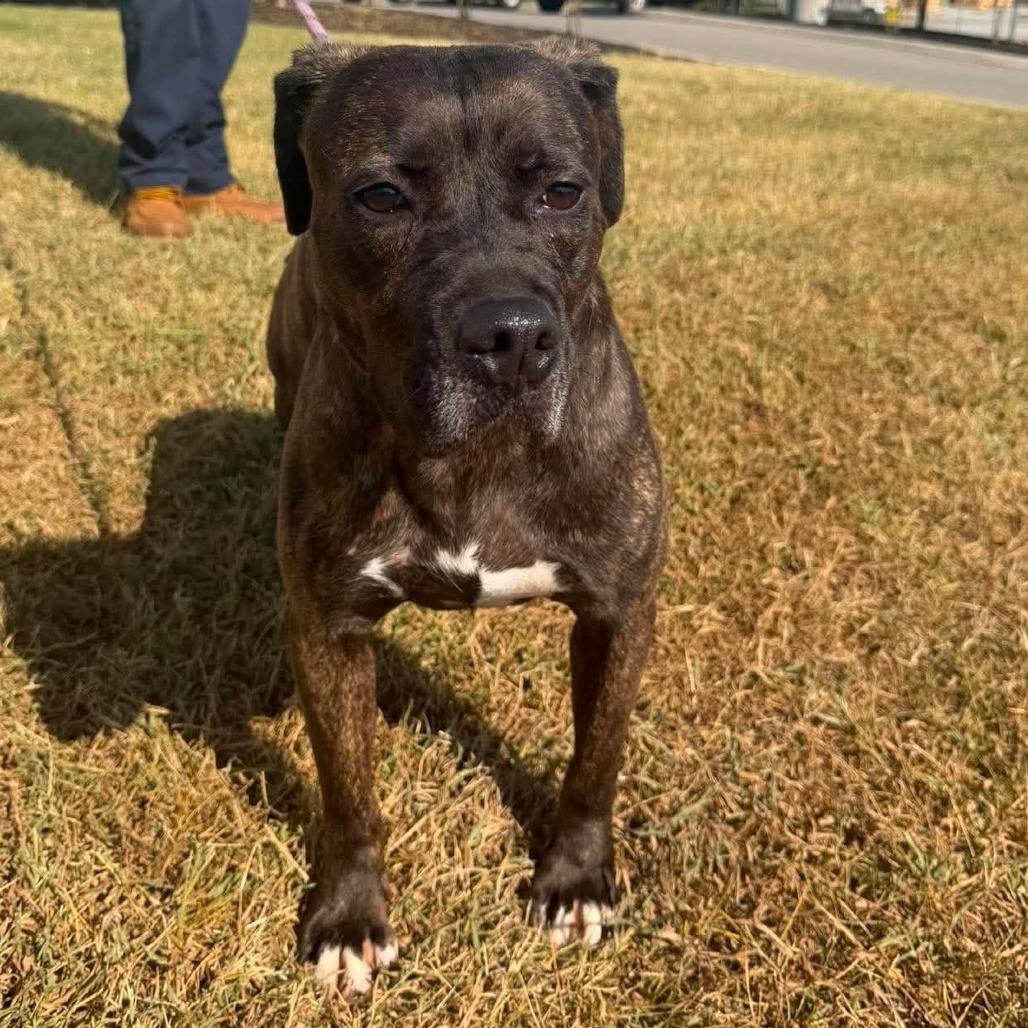 Lana, Adoptable, Adult Female Mixed Breed.