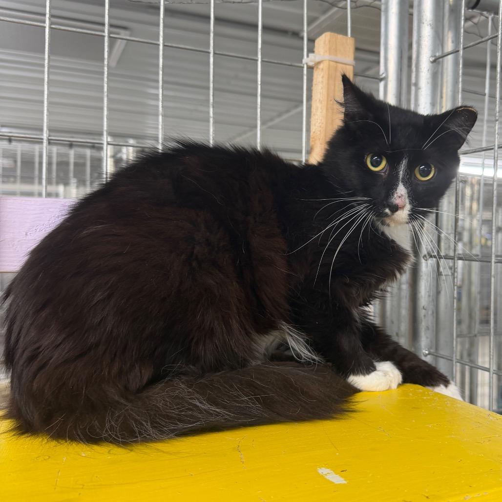 Dew Drop, a Adoptable Domestic Medium Hair in East Smithfield , PA image 1/6